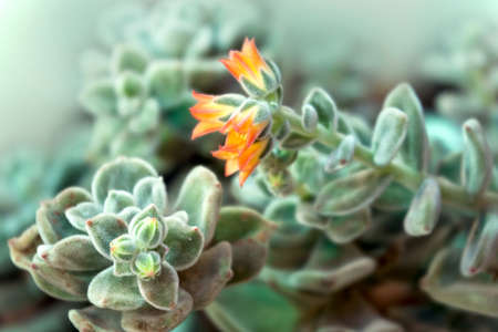 Echeveria plant flowering in greenhouseの写真素材