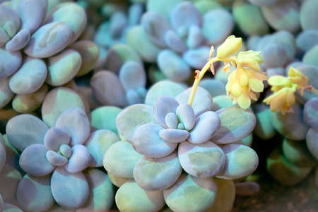 Pachyphytum oviferum - blossoming decorative succulent