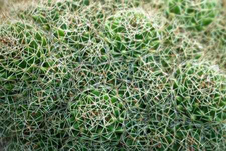 Texture of cactus Mammillaria Dolichothele. Close up