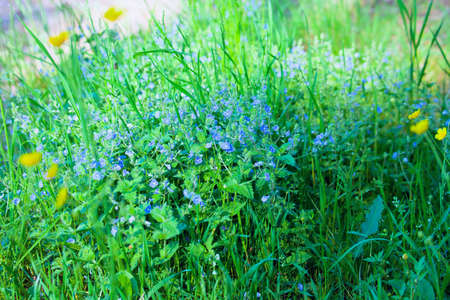 Bird's-eye speedwell, Veronica chamaedrysの写真素材