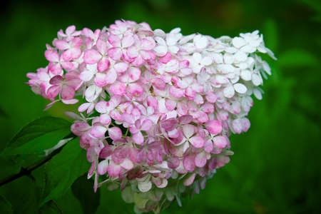 Hortensia (Hydrangea Macrophylla) flower in the garden