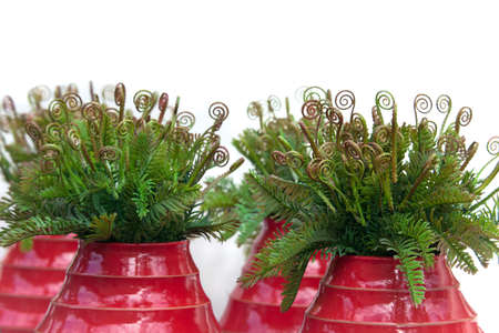 Curly leaves of fern in red ceramic vases on white backgroundの写真素材