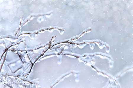 Tree branches with icicles after freezing rainの写真素材
