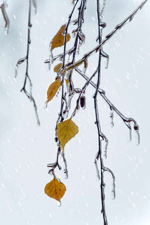 Birch branches and leaves with icicles under freezing rainの写真素材