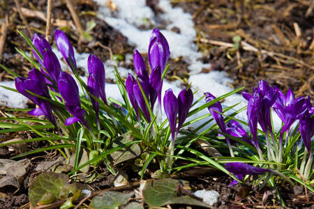 Crocus spring flowers  in the meadow with melting snowの写真素材