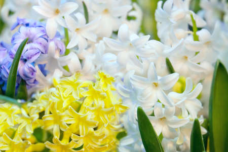 Hyacinth multi-colored flowers in garden. Close upの写真素材