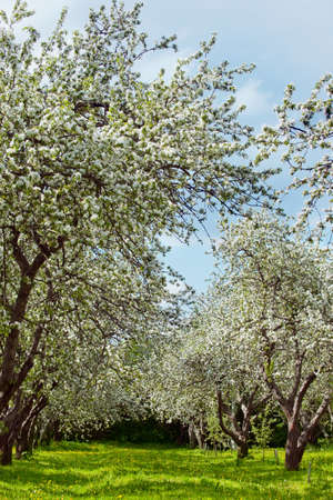 Blossoming of the apple orchard in the Moscow garden.の写真素材