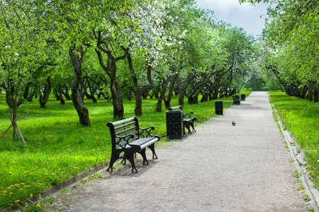 City park with footpath, benches and blossoming  of the apple orchard in springの写真素材