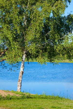 Summer Russian landscape with a birch near the Volga River.の写真素材