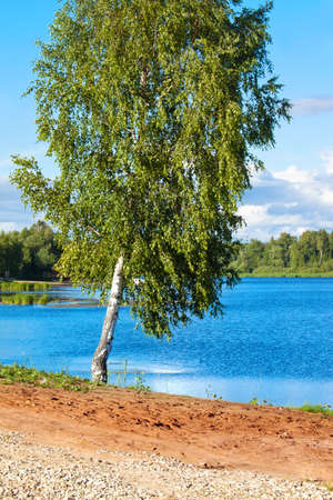Summer Russian landscape with a birch near the Volga River.の写真素材