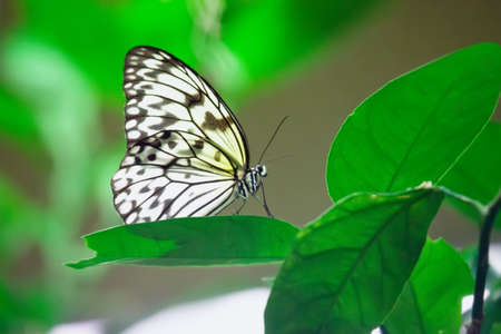 Idea leuconoe butterfly sitting on a leaf in gardenの写真素材