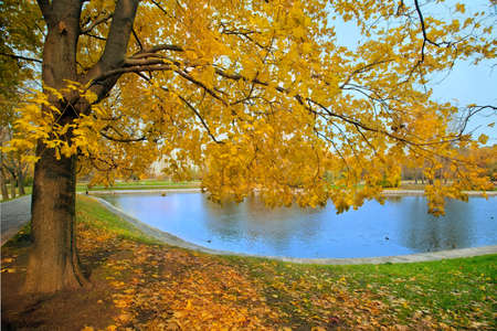 Autumn landscape of city park with golden tree and pond with waterfowl