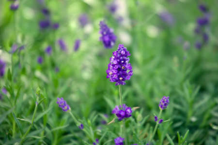 Purple lavender flowers in nature fieldsの写真素材