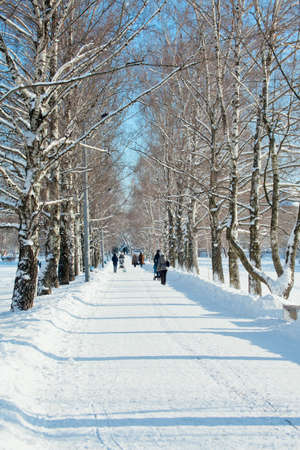 Winter landscape in snowy park at sunny day.の写真素材