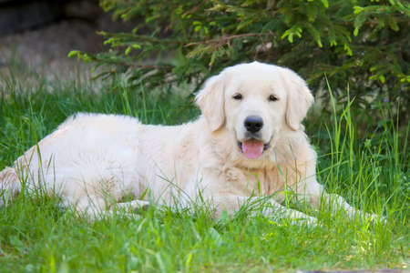 Golden retriever dog lying on a grass in a  summer day.の写真素材