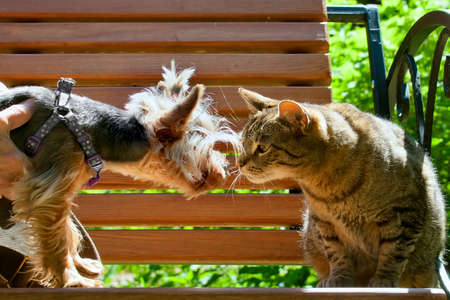 The cat and dog stare at each other on a bench in the summer parkの写真素材