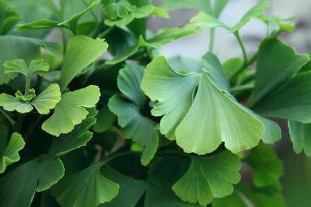 Leaves of Ginkgo Biloba tree in natureの写真素材
