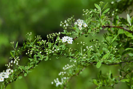 The blossoming bush of white Spiraea  in a garden  in the spring