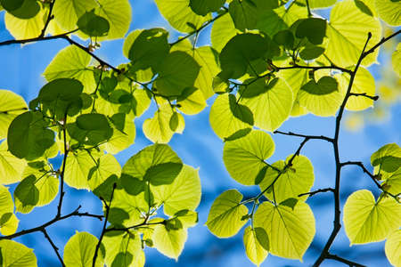 Background from young leaves of a linden against the sky and sunlight