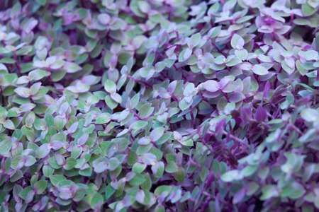 Callisia Repens, Turtle Vine or Inch Plant. Leaves background
