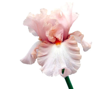 Blooming Iris on a white backgroundの写真素材
