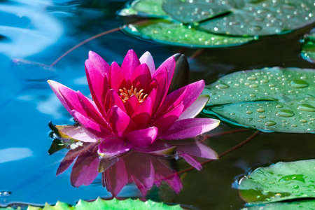 Beautiful pink water lily in a pond
