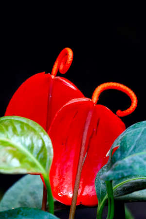 Closeup of anthurium blossom, red anthurium  flowers on a black backgroun.の写真素材