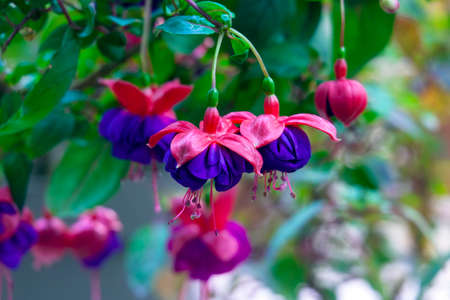 A Purple and pink hanging fuchsia flower.
