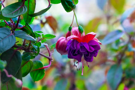 A Purple and pink hanging fuchsia flower.の写真素材