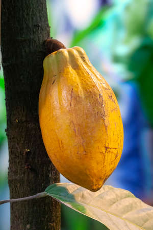 Yellow cacao bean hang on tree. Natural cocoa podの写真素材