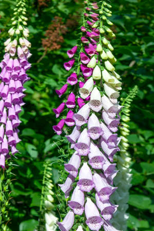 Close view of digitalis purpurea flower (foxglove, common foxglove, purple foxglove or lady's glove)