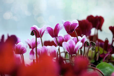 Bright pink and white cyclamen flowers on spring day with dreamy boke. Cyclamen persicumの写真素材
