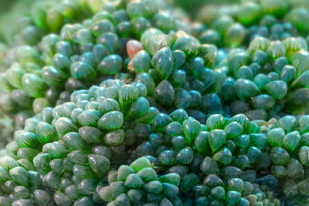 Close up of Haworthia cooperi, succulent plant