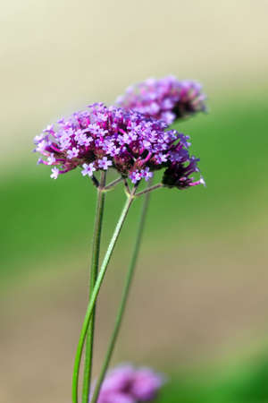 The dainty tiny purple flowers of Perennial Verbena bonariensisの写真素材