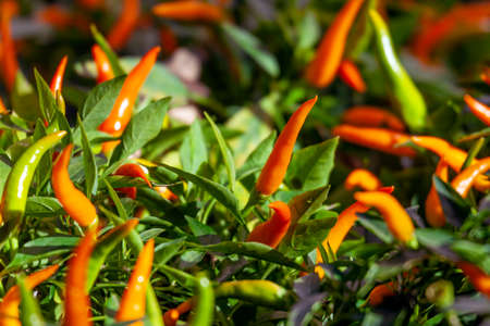 Red chili pepper plant on green background