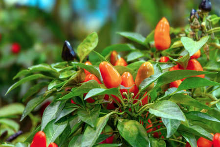 Red chili pepper plant on green background