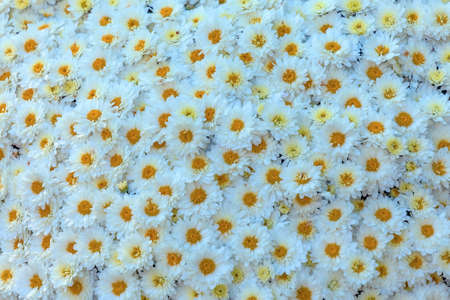 Beautiful chrysanthemum flowers background top view
