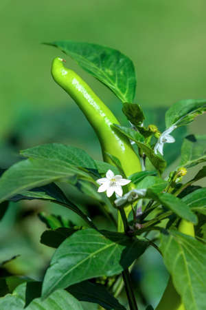 Flowering and ripening of green pepper in the greenhouse.