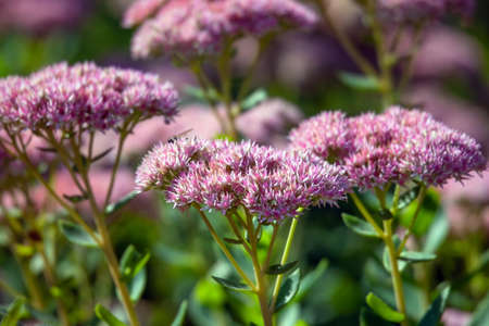 Pink Sedum cluster close up of the hardy mature plant in the garden.