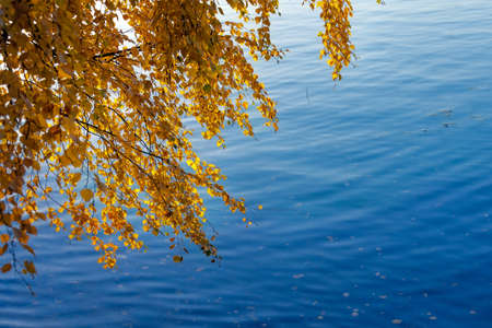 Yellow autumn leaves on birch branches over the blue river in the fall