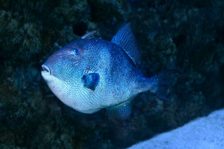 Blue triggerfish (pseudobalistes fuscus).