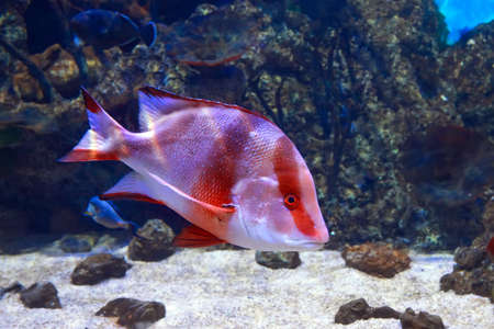 Red Emperor Snapper, lutjanus sebae, close up in sea water near the corals.