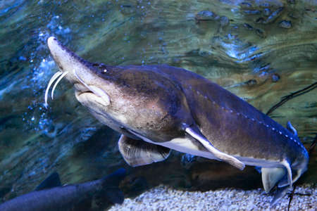 Beluga Sturgeon Huso dauricus is the biggest freshwater fish in the world.の写真素材