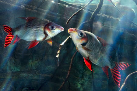 Two fish flagtail characin (Semaprochilodus taeniurus or Silver prochilodus)  swimming in water and sun raysの写真素材