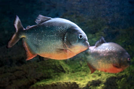 Red-bellied piranha Pygocentrus nattereri or Red piranha in their habitat.の写真素材