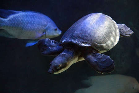 Pig-nosed turtle (Carettochelys insculpta) or the Fly River turtle. Wildlife animal.の写真素材