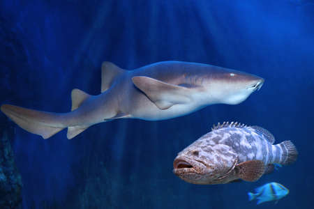 Nurse shark (Ginglymostoma cirratum) with grouper (Epinephelus malabaricus) in blue ocean water
の写真素材