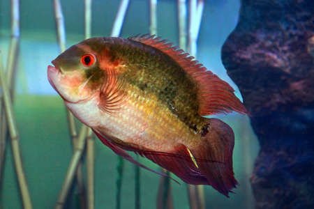 Fish Cichlasoma crassa (hypselecara temporalis) swims in aquarium tank with a beautiful design.