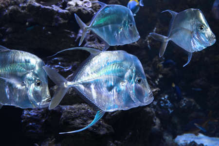 Lookdown Selene vomer is a salt water marine fish from the family of stavrid Carangidae. 
