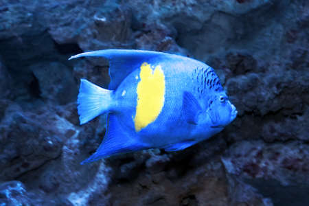 Yellowbar or arabian angelfish (Pomacanthus maculosus) at the coral reef in the sea water